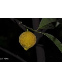 Bacuri or Bacurizinho...