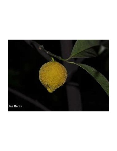 Bacuri o Bacurizinho (Garcinia acuminata) - 1 Arbolito en Venta en Mexico - Vivero por internet