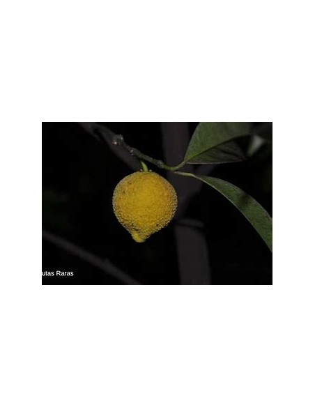 Bacuri o Bacurizinho (Garcinia acuminata) - 1 Arbolito en Venta en Mexico - Vivero por internet