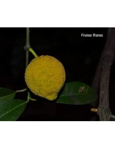 Bacuri or Bacurizinho... 2