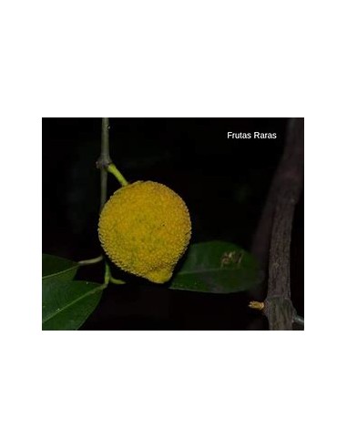Bacuri o Bacurizinho (Garcinia acuminata) - 1...