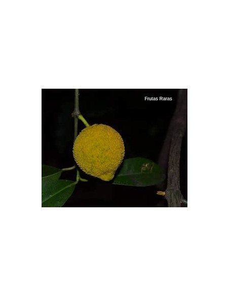 Bacuri o Bacurizinho (Garcinia acuminata) - 1 Arbolito en Venta en Mexico - Vivero por internet