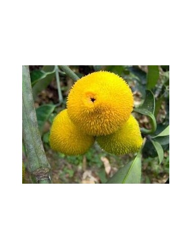 Bacuri or Bacurizinho (Garcinia acuminata) - 1...