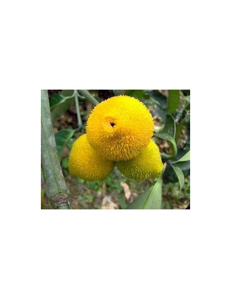 Bacuri o Bacurizinho (Garcinia acuminata) - 1 Arbolito en Venta en Mexico - Vivero por internet