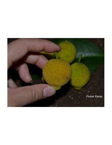 Bacuri or Bacurizinho (Garcinia acuminata) - 1...