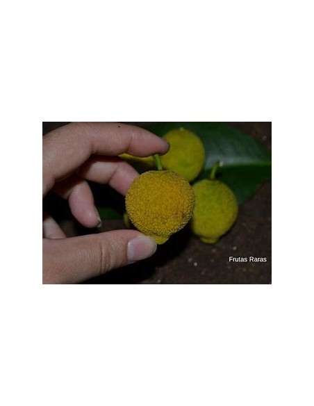 Bacuri o Bacurizinho (Garcinia acuminata) - 1 Arbolito en Venta en Mexico - Vivero por internet