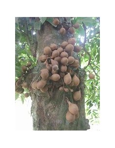 Kepel (Stelechocarpus...