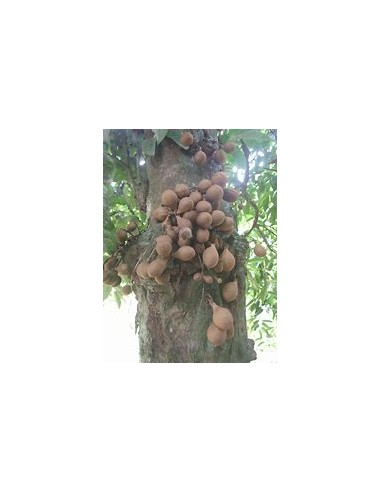 Kepel (Stelechocarpus burahol) -  1...