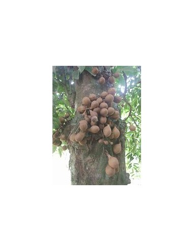 Kepel (Stelechocarpus burahol) - 1 Sapling for Sale in Mexico - Online Nursery