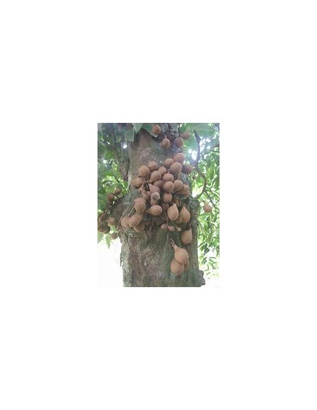 Kepel (Stelechocarpus burahol) - 1 Sapling for Sale in Mexico - Online Nursery