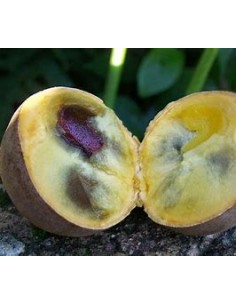 Kepel (Stelechocarpus... 2