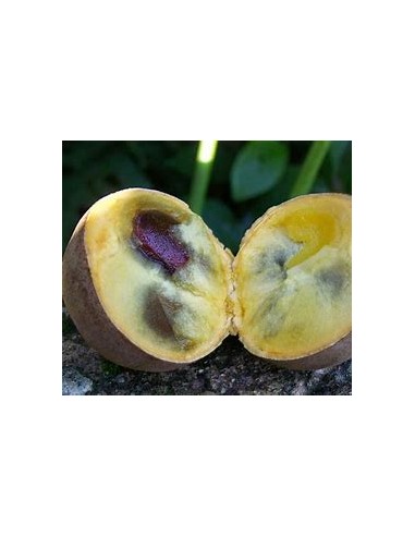 Kepel (Stelechocarpus burahol) - 1 Sapling for...