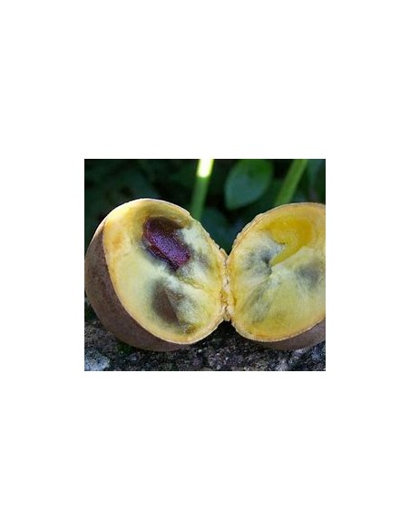 Kepel (Stelechocarpus burahol) - 1 Sapling for Sale in Mexico - Online Nursery