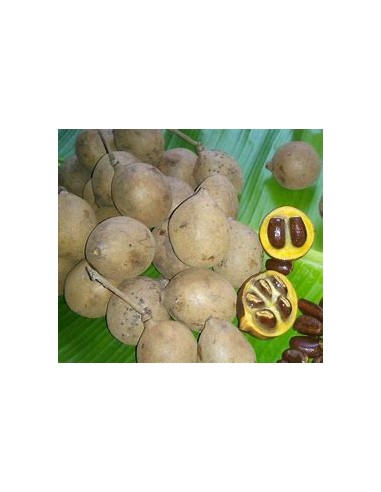 Kepel (Stelechocarpus burahol) - 1 Sapling for...