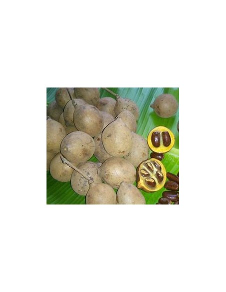 Kepel (Stelechocarpus burahol) - 1 Sapling for Sale in Mexico - Online Nursery