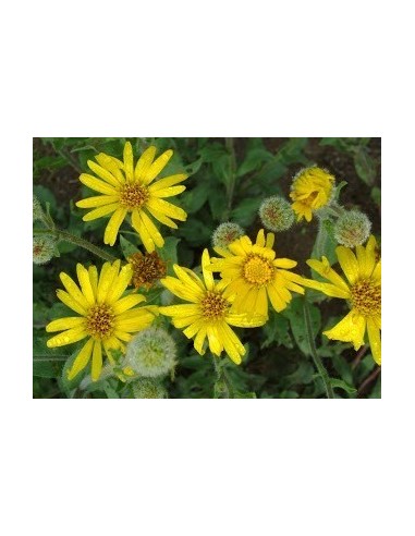 1 Arnica Plant (Heterotheca inuloides) Mexican medicinal plant. Rarest plants of mexico