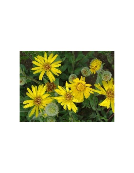 1 Arnica Plant (Heterotheca inuloides) Mexican medicinal plant. Rarest plants of mexico