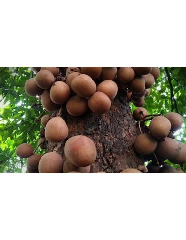 Kepel (Stelechocarpus burahol) - 1 Sapling for...