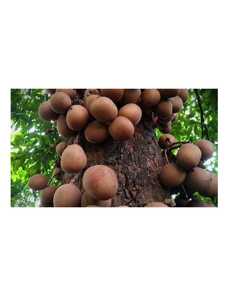 Kepel (Stelechocarpus burahol) - 1 Sapling for Sale in Mexico - Online Nursery