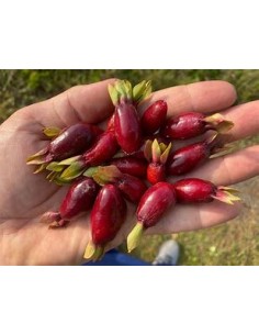 Cherry de savana - Eugenia...