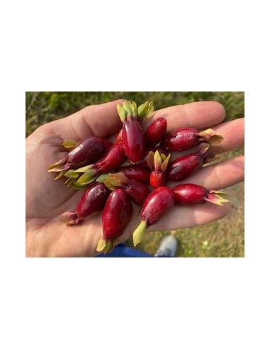 Cherry de savana - Eugenia calycina -  1 Arbolito en Venta en Mexico - Vivero por internet