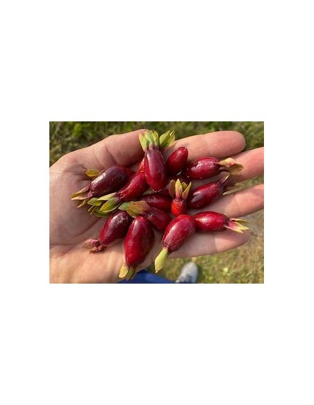 Cherry de savana - Eugenia calycina - 1 Sapling for Sale in Mexico - Online Nursery