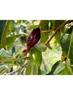 Cherry de savana - Eugenia... 2