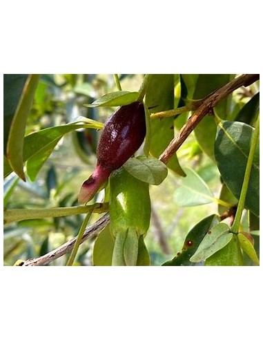 Cherry de savana - Eugenia calycina - 1 Sapling...
