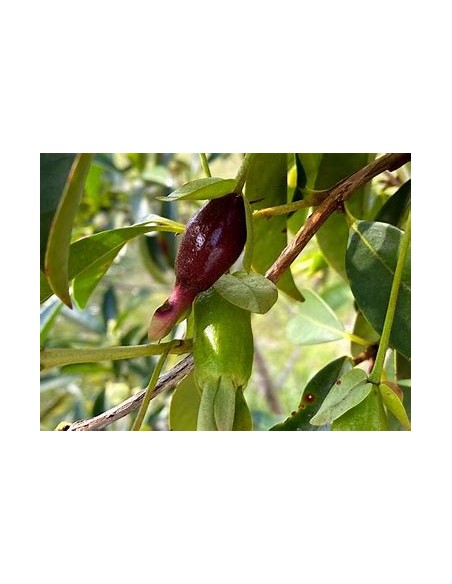 Cherry de savana - Eugenia calycina - 1 Sapling for Sale in Mexico - Online Nursery