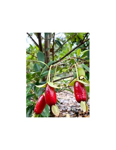 Cherry de savana - Eugenia calycina - 1 Sapling...