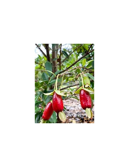 Cherry de savana - Eugenia calycina - 1 Sapling for Sale in Mexico - Online Nursery