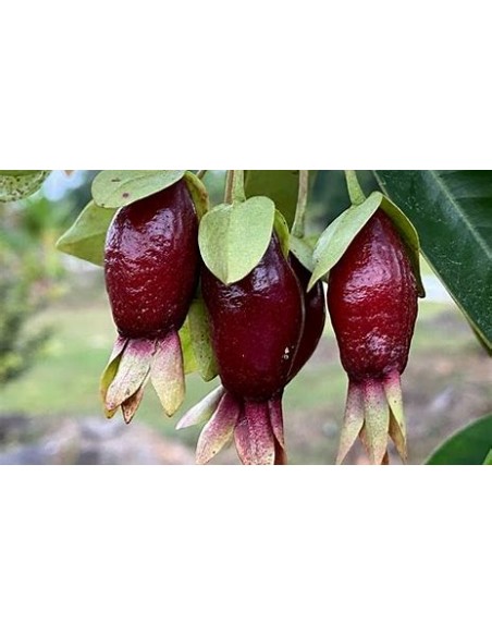 Cherry de savana - Eugenia calycina - 1 Sapling for Sale in Mexico - Online Nursery