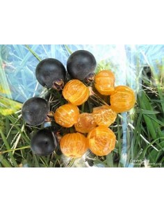 Guabiju (Myrcianthes...