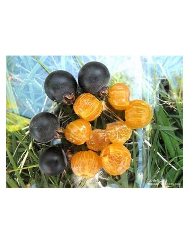 Guabiju (Myrcianthes pungens) - 1 Sapling for Sale in Mexico - Online Nursery
