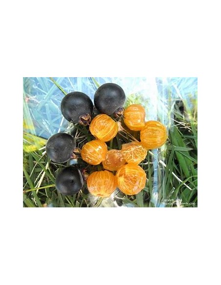 Guabiju (Myrcianthes pungens) - 1 Sapling for Sale in Mexico - Online Nursery
