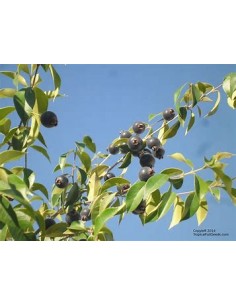 Guabiju (Myrcianthes... 2