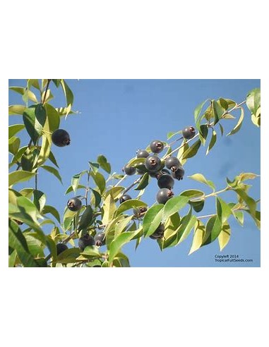 Guabiju (Myrcianthes pungens) - 1 Sapling for...