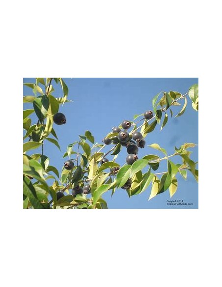 Guabiju (Myrcianthes pungens) - 1 Sapling for Sale in Mexico - Online Nursery