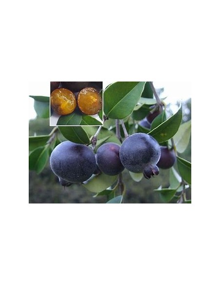 Guabiju (Myrcianthes pungens) - 1 Sapling for Sale in Mexico - Online Nursery