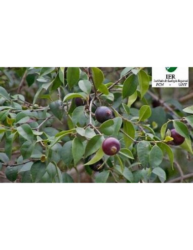 Guabiju (Myrcianthes pungens) - 1 Sapling for...