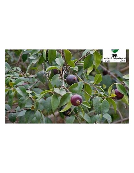 Guabiju (Myrcianthes pungens) - 1 Sapling for Sale in Mexico - Online Nursery