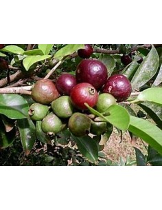 Guayaba morada de la selva...