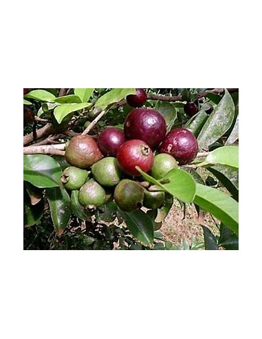Guayaba morada de la selva - Araca (Psidium eugeniaefolia)- 1 Sapling for Sale in Mexico - Online Nursery