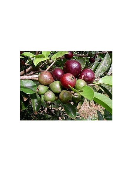 Guayaba morada de la selva - Araca (Psidium eugeniaefolia)- 1 Arbolito en Venta en Mexico - Vivero por internet