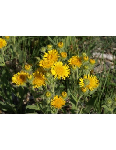 1 Planta de Arnica (Heteroteca inuloides) Árnica de campo, árnica de monte, árnica del país, cuateteco, cuauteteco, falsa árnica