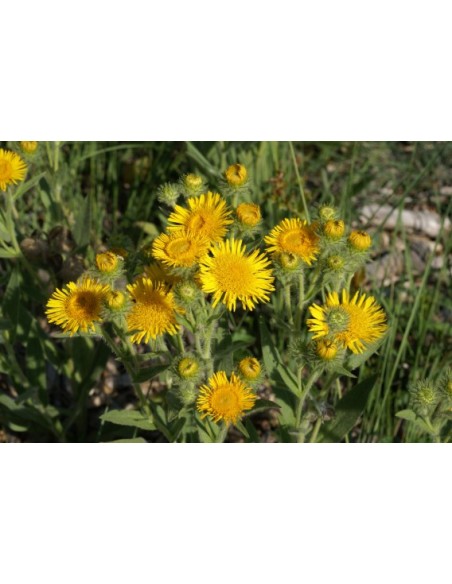 1 Arnica Plant (Heterotheca inuloides) Mexican medicinal plant. Rarest plants of mexico