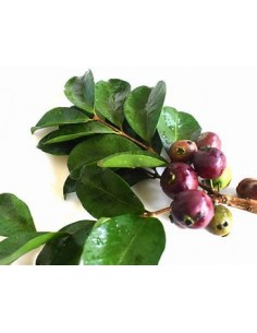 Guayaba morada de la selva... 2