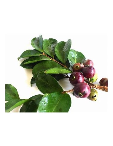 Guayaba morada de la selva - Araca (Psidium...