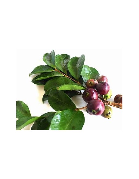 Guayaba morada de la selva - Araca (Psidium eugeniaefolia)- 1 Arbolito en Venta en Mexico - Vivero por internet
