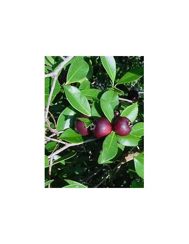 Guayaba morada de la selva - Araca (Psidium...